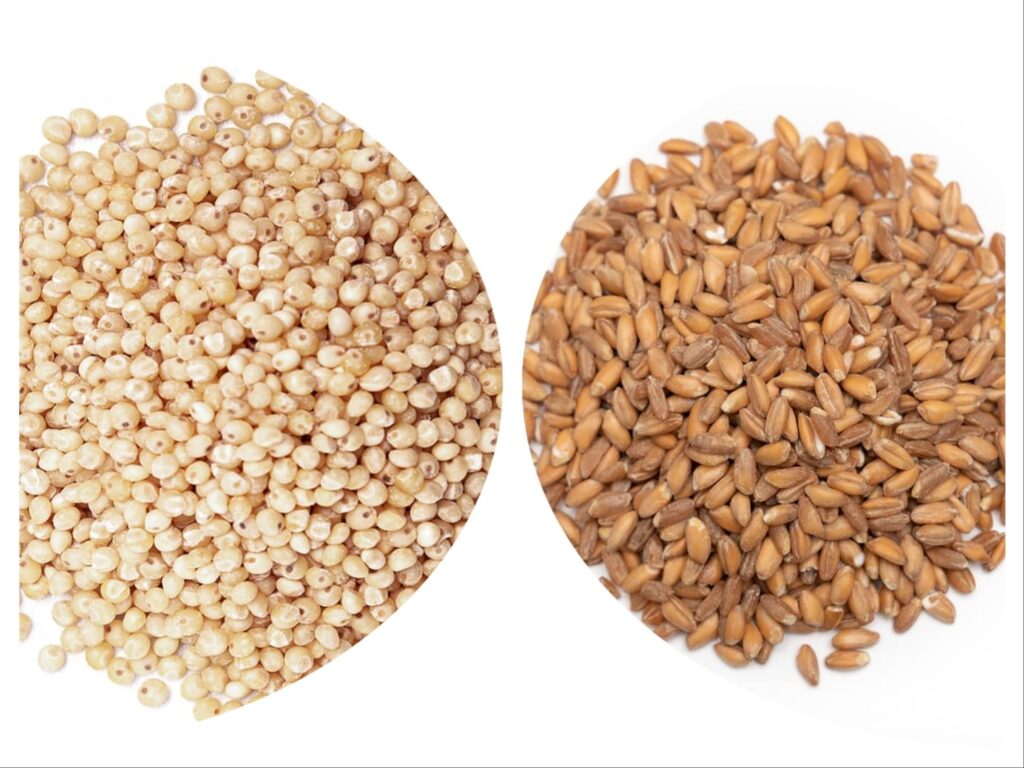 Jowar vs Wheat